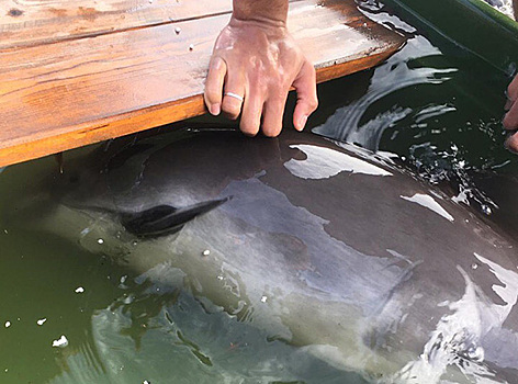 В Сочи туристы нашли в море одноглазого дельфина