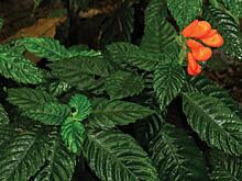 В Эквадоре обнаружили полевой цветок, считавшийся вымершим 40 лет назад: Новости ➕1, 15.04.2022