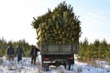 Перед новогодними праздниками в Самарской области ведётся операция «Елочка»