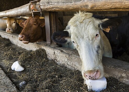 Первый случай "коровьего бешенства" зафиксирован в Испании