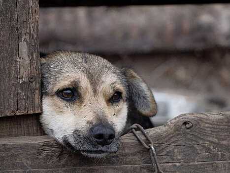 Воронежца осудили за жестокое обращение с животными