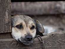 Воронежца осудили за жестокое обращение с животными