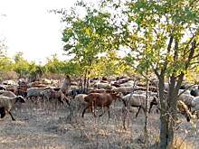 Перелюбские овцы едят деревья, мусор не сортируется