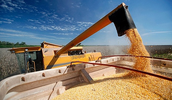 Зерно уходит между пальцев