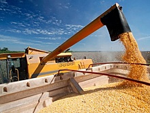 Зерно уходит между пальцев