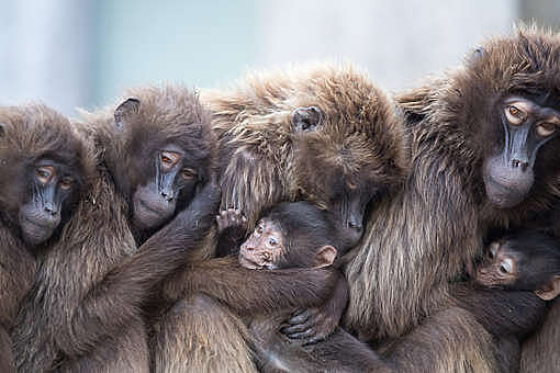 Дружба между самцами бабуинов помешала им заводить потомство