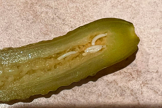 Жительница Подмосковья купила огурцы с червями