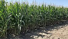 Куда США направят излишки ГМО кукурузы в случае упрямства Мексики