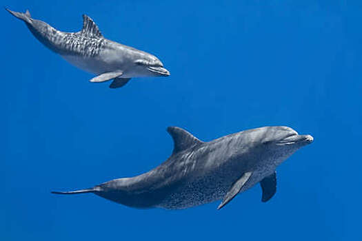Учёные нашли сходство между дельфинами и людьми при общении с детьми