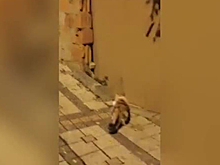 Отважная мышь победила кота и обратила его в бегство