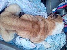 Семья на Урале взяла в приюте бульдога и бросила его умирать на мороз