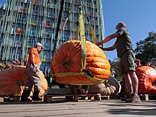 В Москве тыква-гигант установила рекорд России