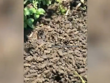 Мужчина собрал миллионную лягушачью армию на заднем дворе своего дома