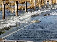 Лосось резво переплывает дорогу в Вашингтоне