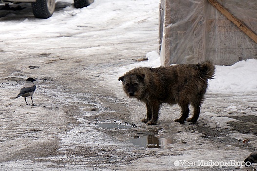 Бродячая собака напала на женщину с ребенком в Екатеринбурге