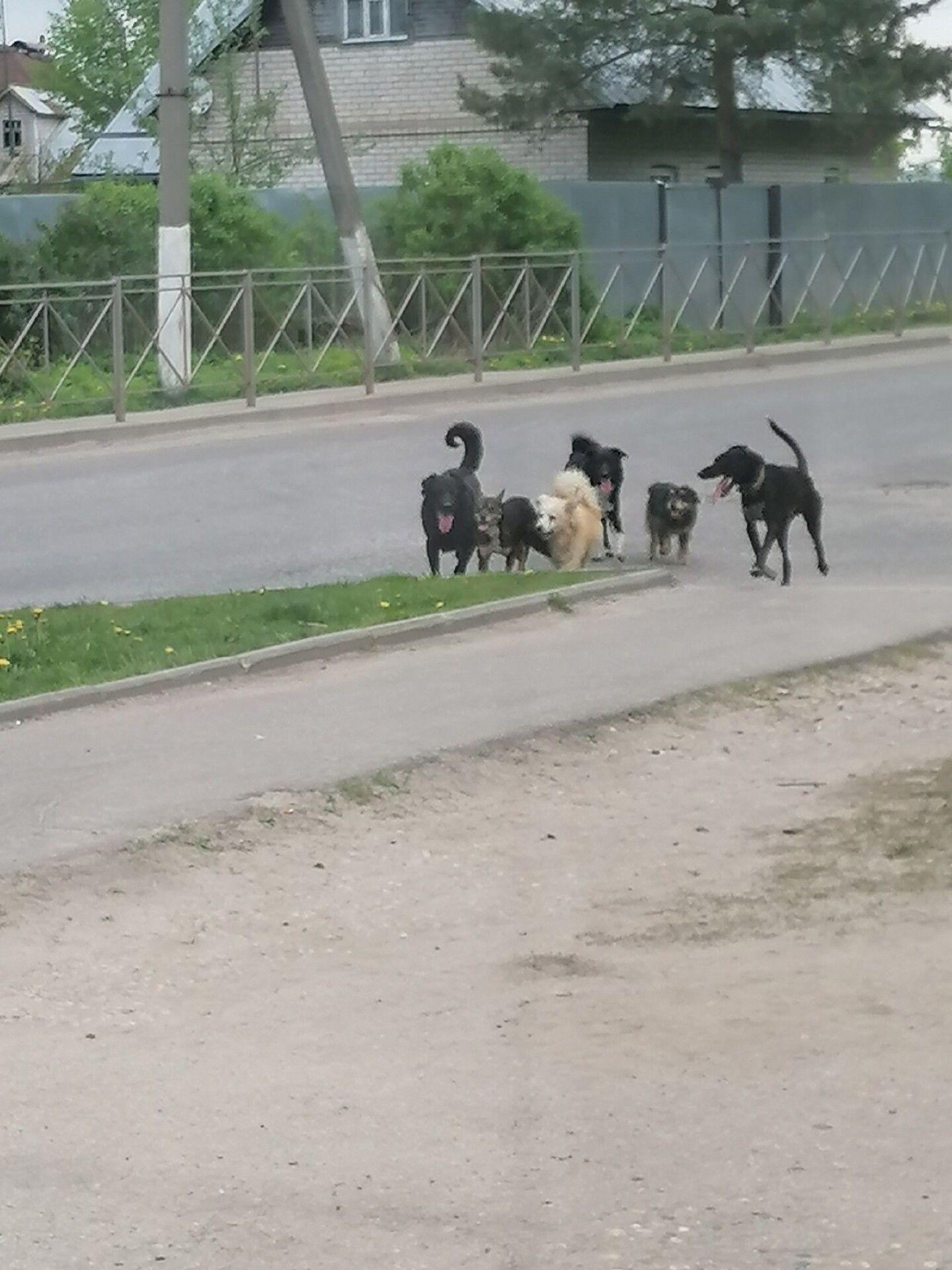Шесть злобненьких собак держат в страхе жителей поселка под Костромой