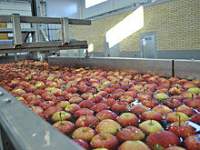 Ростовская область получит около 130 млн рублей на развитие садоводства в 2023 году