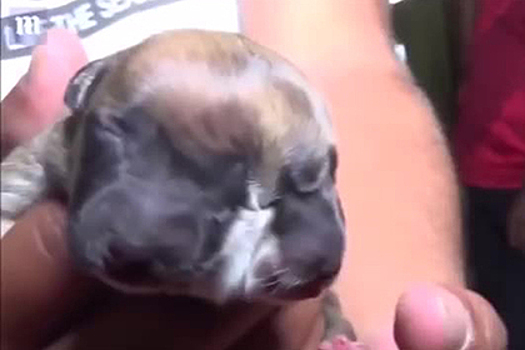 Двуликий щенок с четырьмя глазами родился в Перу
