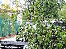 Падающие деревья чуть не убили отдыхающих с палатками