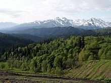 WWF России попросил защитить от вырубок 25 га заказника «Архызский» в КЧР