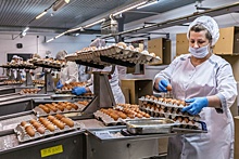 В Новосибирской области с начала года выросло производство яиц и мяса птицы
