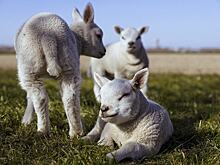 Россельхозбанк и Дамате построят в Тюменской области крупнейшую в мире племенную овцеводческую ферму