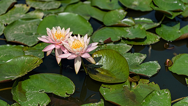 Российские и китайские инженеры превратили загрязненное озеро в Казани в парк с устойчивой экосистемой