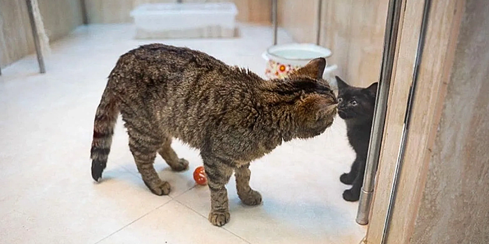 Коты из зоны СВО пополнят ряды труппы театра Куклачёва