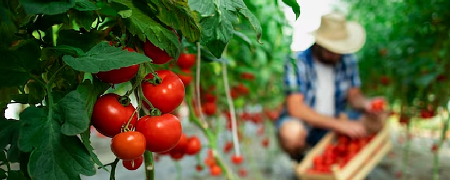 Под Тюменью построят теплицу для выращивания помидоров черри за 6,8 млрд рублей