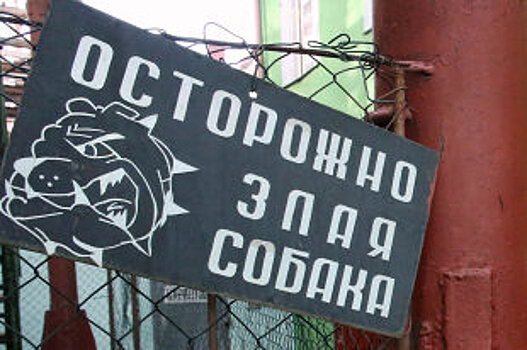 В Екатеринбурге прекращен отлов бродячих собак