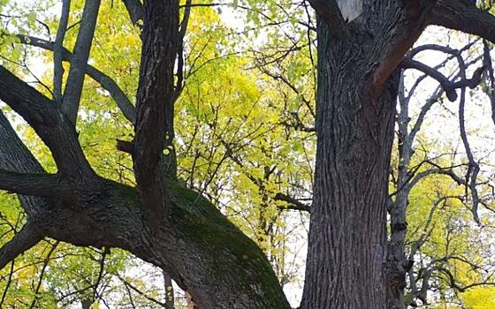 120-летняя липа из Пронска вошла в реестр старовозрастных деревьев России
