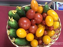 Более 5 тысяч тонн помидоров и огурцов готова выпускать Суражевка