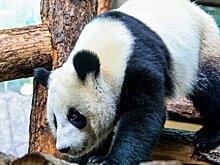 Япония осталась без китайских панд в зоопарках впервые за 50 лет