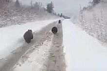 На Алтае трех медведей загоняли на машине ради забавы