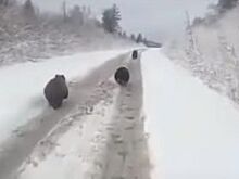 На Алтае трех медведей загоняли на машине ради забавы
