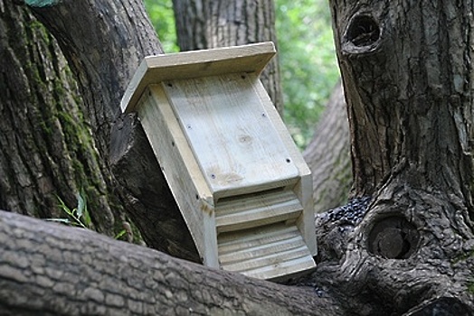 Краснокнижные летучие мыши получат новое жилье в Москве