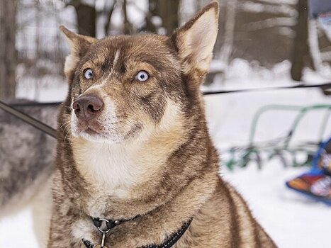 Депутат Селиверстов раскритиковал идею ввести налог на выгул собак в России