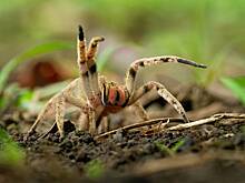 Смертельно опасный странствующий паук напал на торговцев из грозди бананов