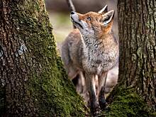 Лисичка стала москвичкой: летом хищные звери стали чаще выходить к людям