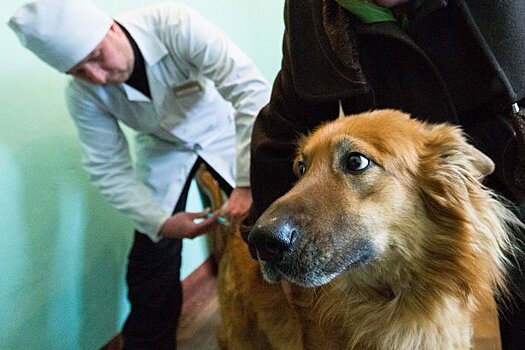 В Старом Крюкове 10 и 12 марта будут вакцинировать животных от бешенства