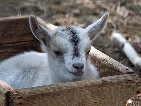 У камерунских коз в Новосибирском зоопарке родились 15 козлят