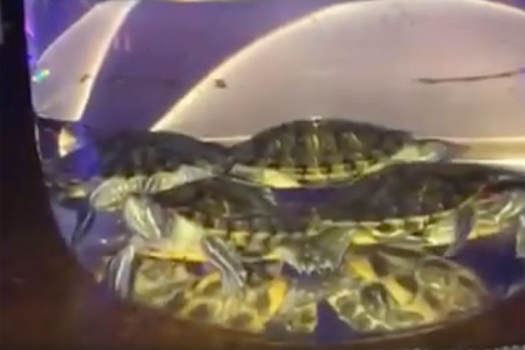 В российском баре нашли кальян с живыми черепахами