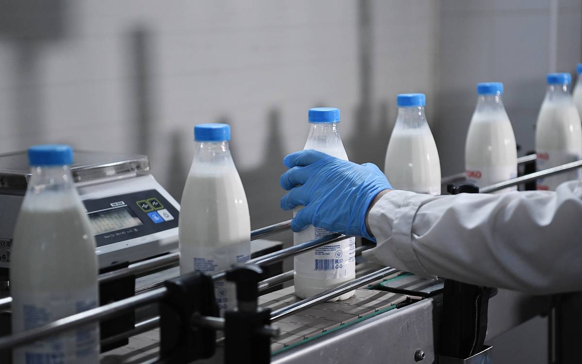 В России выросло производство молока