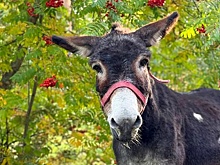 Ослик Жорик поселился на экспозиции в зоопарке Москвы после карантина