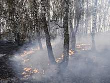 Долги и браконьеры: что мешает побороть лесные пожары в байкальском регионе