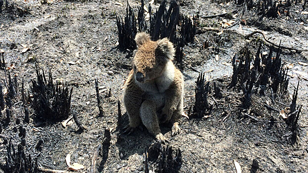 В Австралии спасают пострадавших от пожара животных