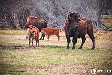 Рекордный приплод: В питомнике лесных бизонов «Усть-Буотама» родились 12 телят