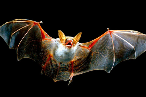 Летучая мышь фото крупным планом с раскрытыми крыльями фото