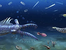 Найдены десятки странных видов животных, живших 500 млн лет назад