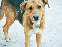 В двух районах Башкирии могут быть созданы заповедники для бездомных собак
